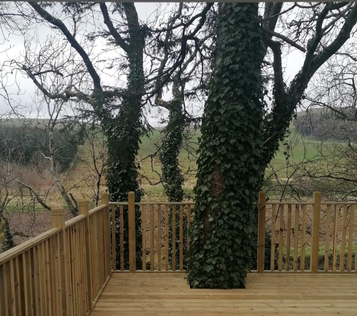Tree & Hedge Maintenance